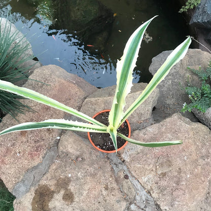  Furcraea Selloa Marginata Cactus Plant