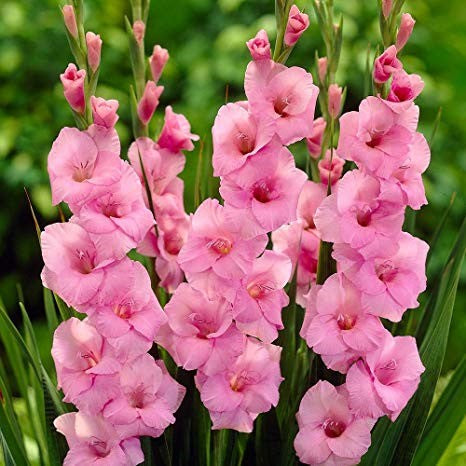  Gladiolus 'American Beauty' (Bulbs)