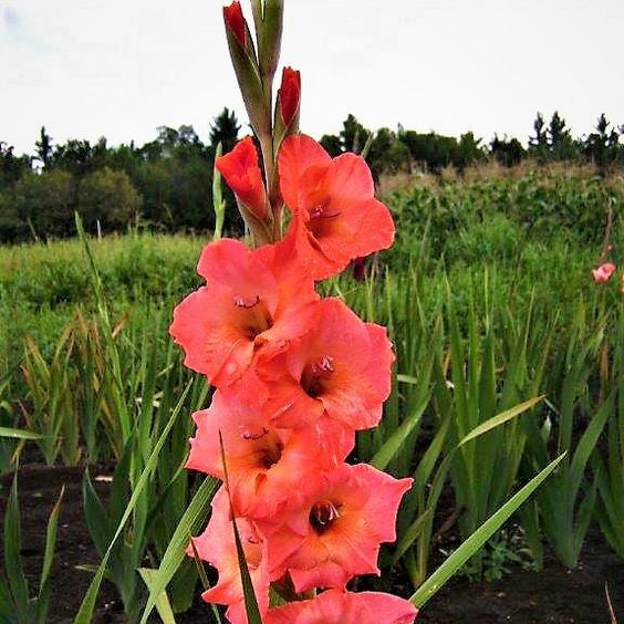  Gladiolus 'Blushing Beauty' (Bulbs)