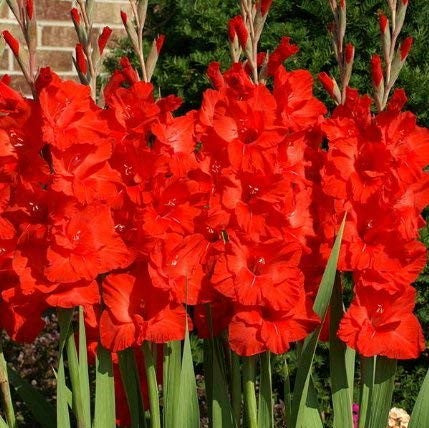  Gladiolus 'Red Majesty' (Bulbs)