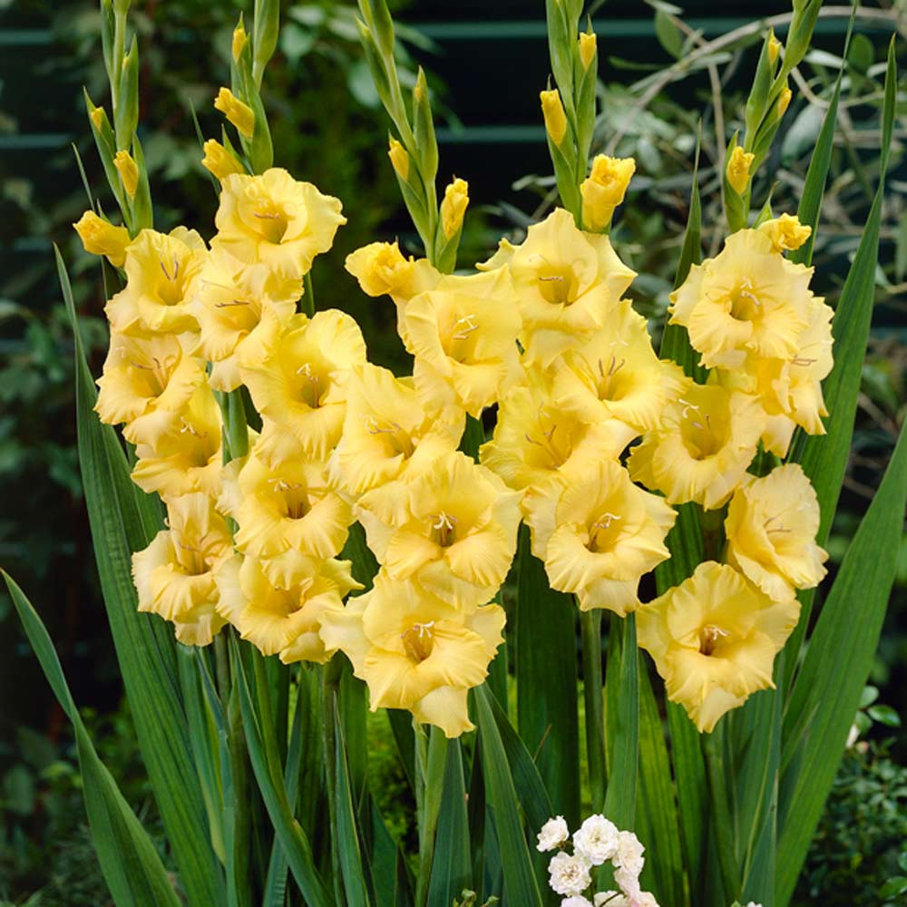  Gladiolus 'Joyeuse Entree' (Bulbs)