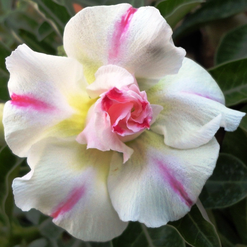  Glass Adenium Plant