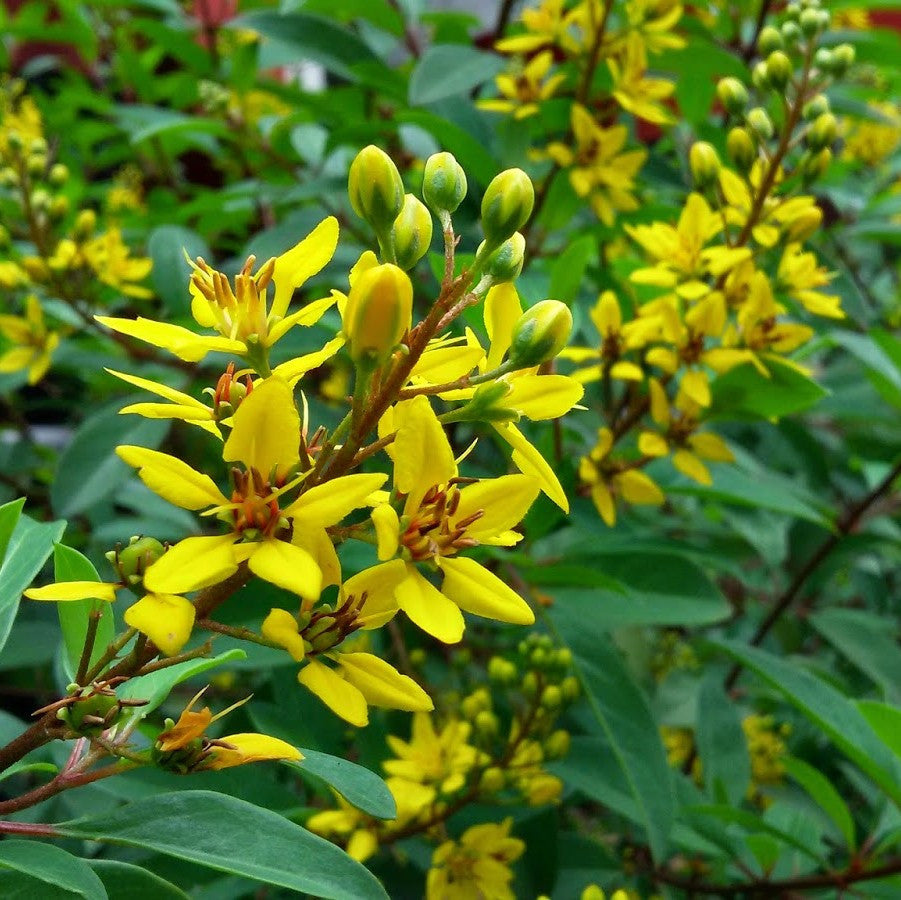  Thryallis Golden Shower Plant