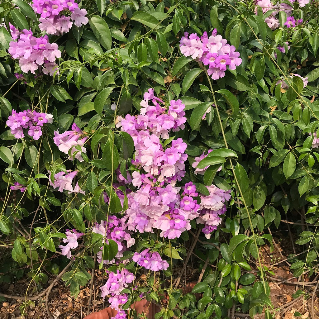  Garlic Vine Plant