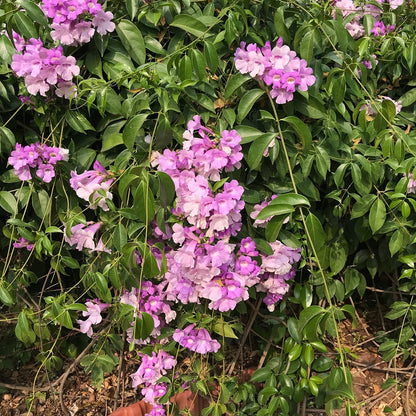  Garlic Vine Plant