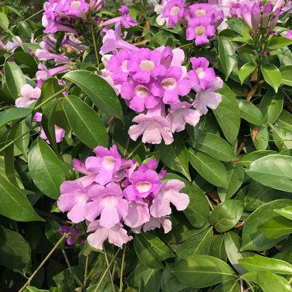  Garlic Vine Plant