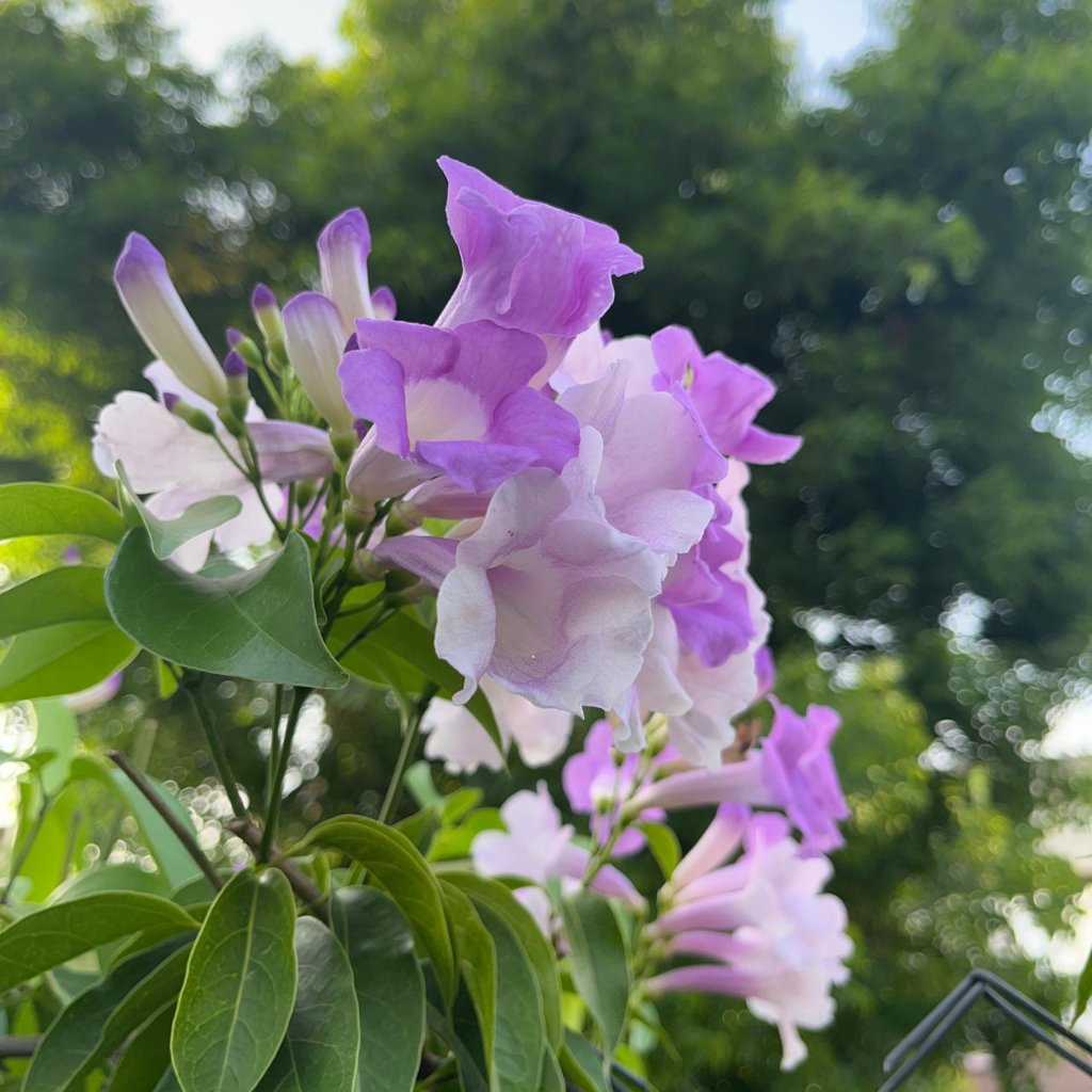  Garlic Vine Plant