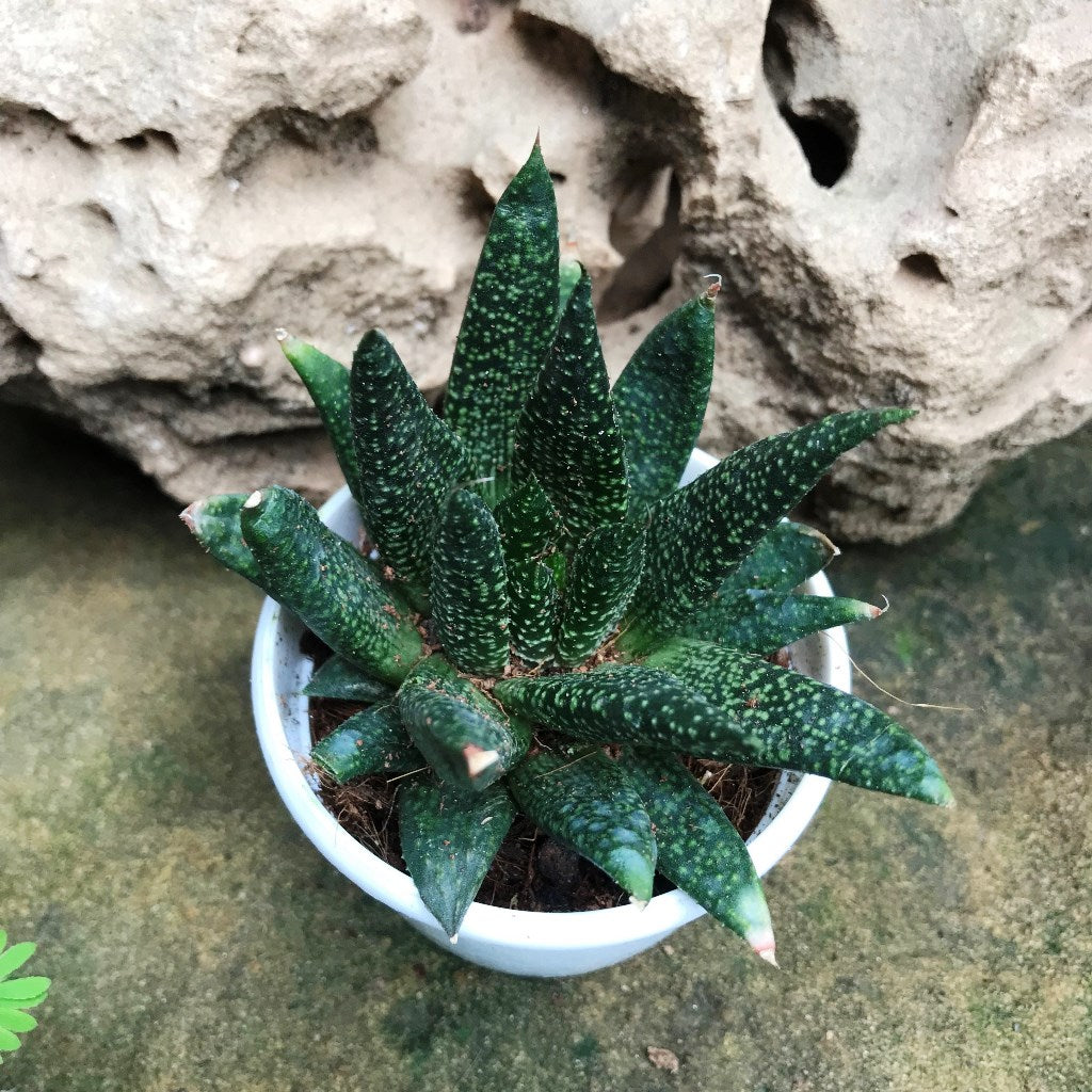  Gasteraloe Green Dew Succulent Plant