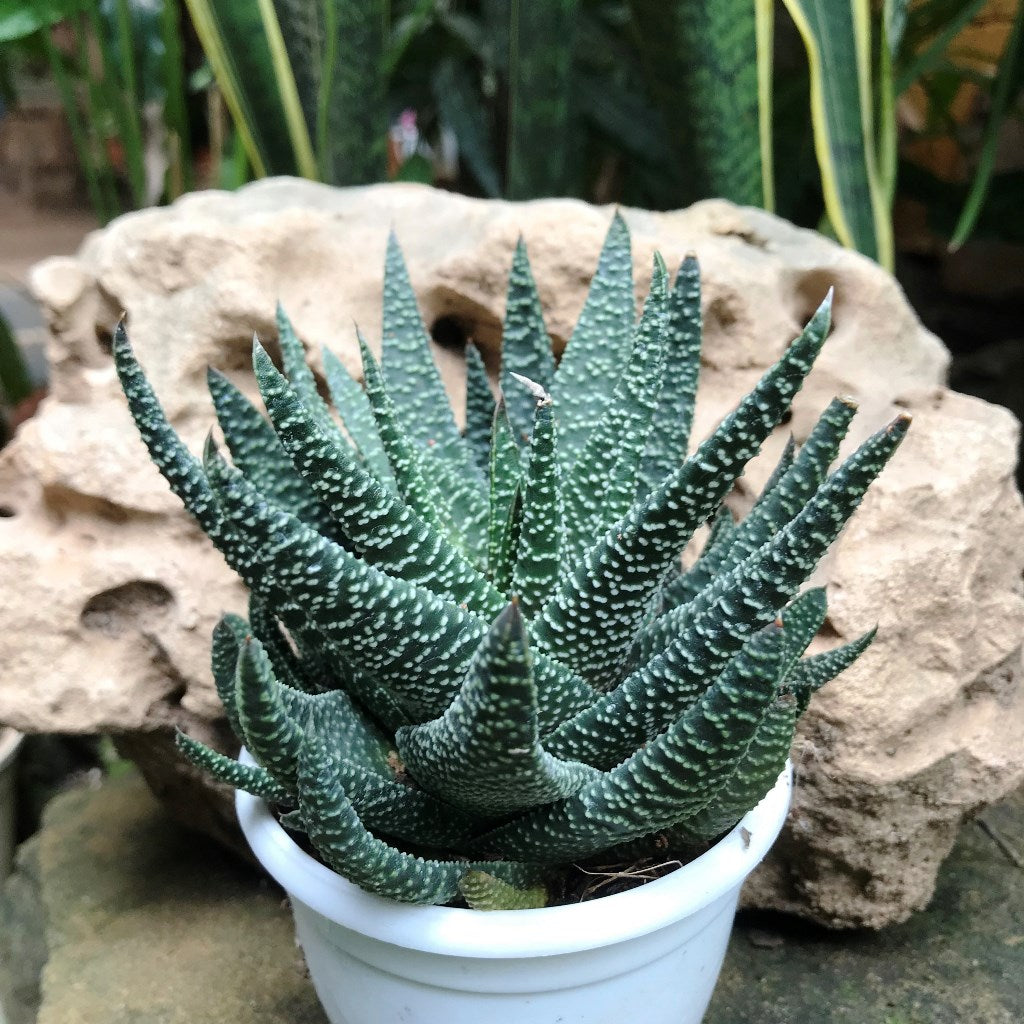 Gasteraloe Royal Highness Succulent Plant