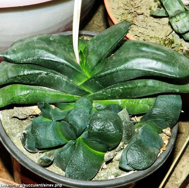  Gasteria Armstrongii Succulent Plant