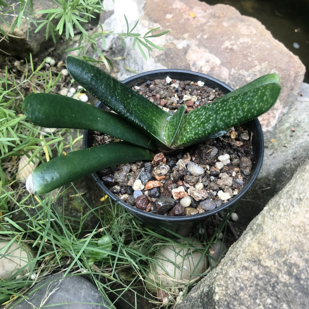  Gasteria Batesiana Succulent Plant