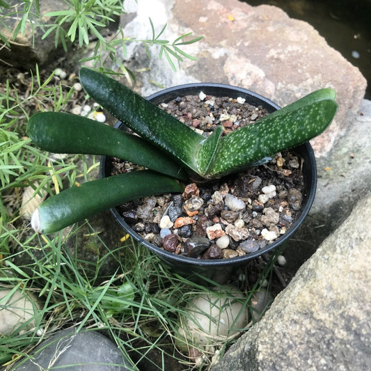  Gasteria Batesiana Succulent Plant