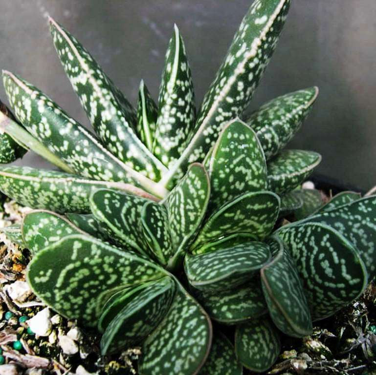  Gasteria Liliputana Succulent Plant
