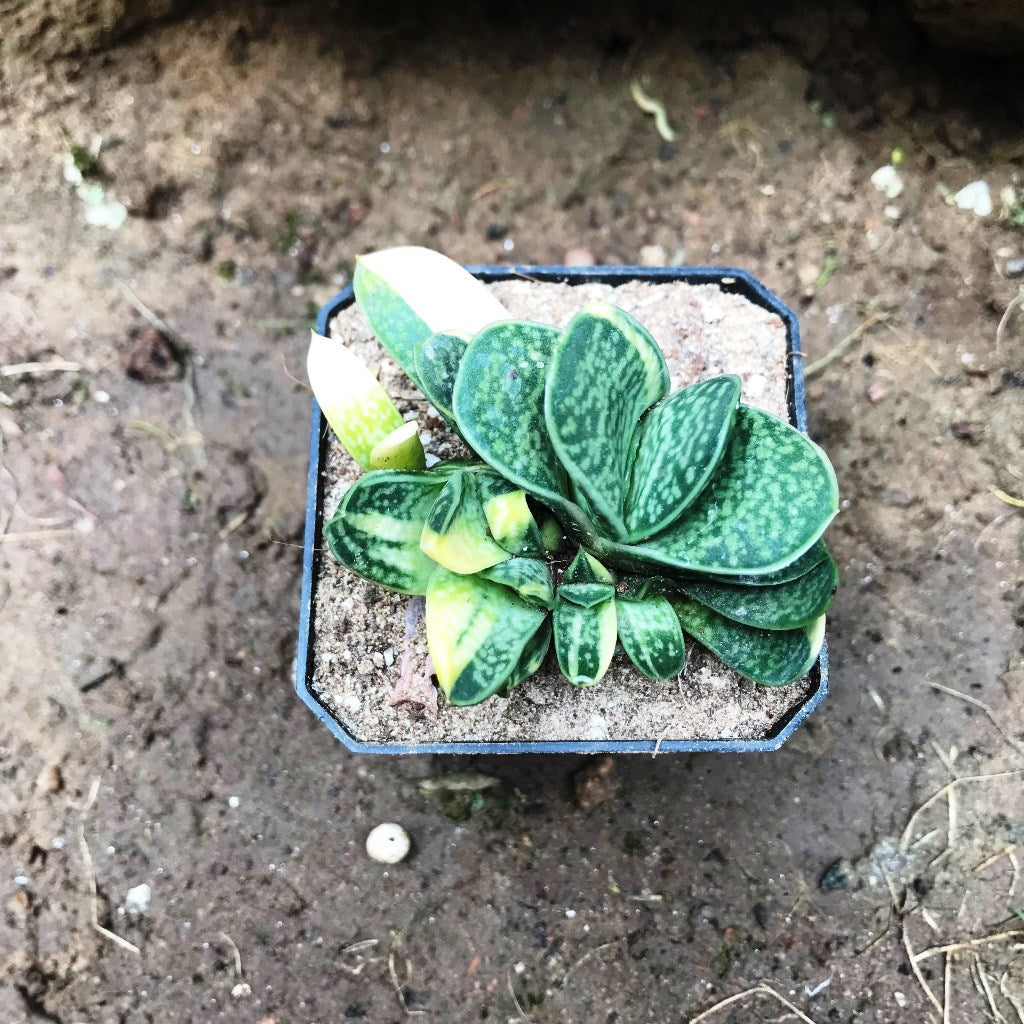  Gasteria Bicolor Var. Liliputana F. Variegata Succulent Plant