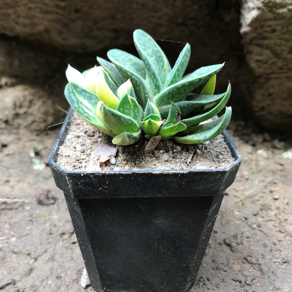  Gasteria Bicolor Var. Liliputana F. Variegata Succulent Plant