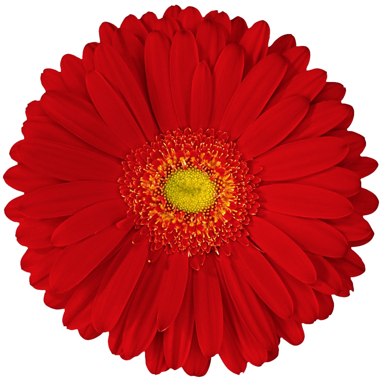  Gerbera Alcatraz Plant