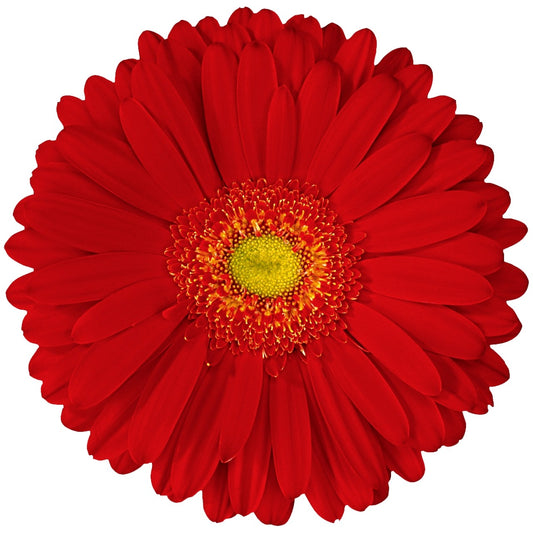  Gerbera Alcatraz Plant
