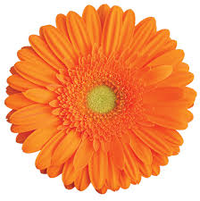  Gerbera Haimi Plant