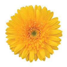  Gerbera Livia Plant