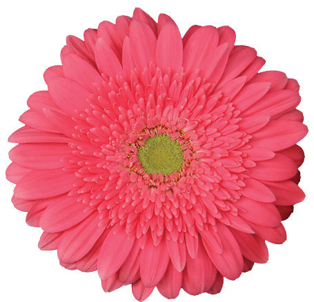  Gerbera Petali Plant