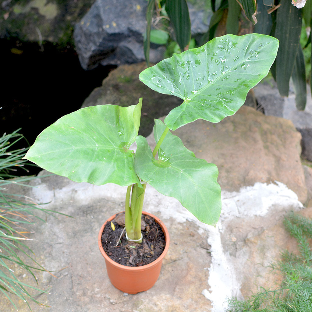  Alocasia Macrorrhizos Giant Taro Plant