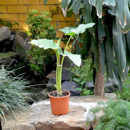 Alocasia Macrorrhizos Giant Taro Plant