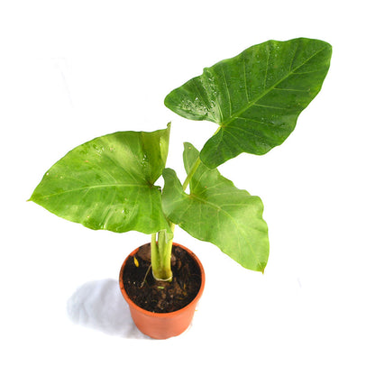  Alocasia Macrorrhizos Giant Taro Plant