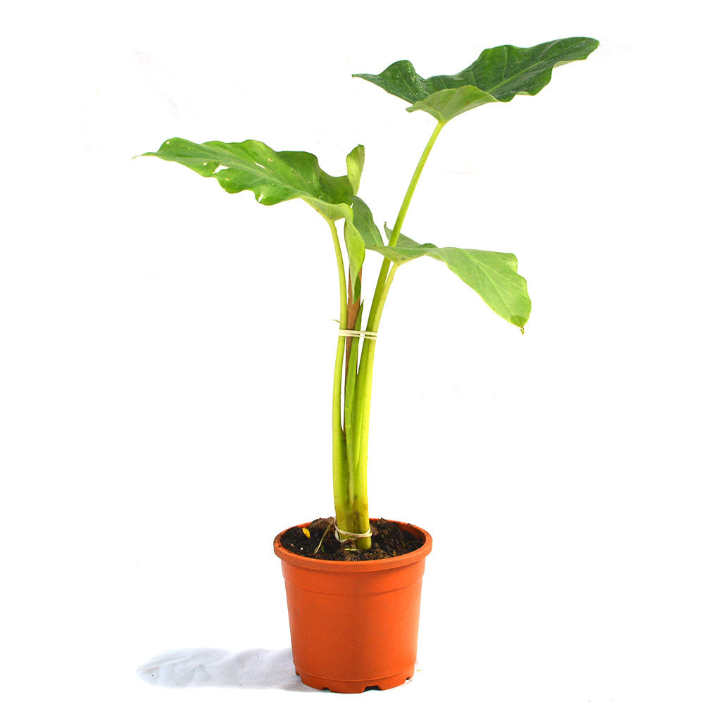 Alocasia Macrorrhizos Giant Taro Plant