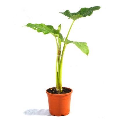  Alocasia Macrorrhizos Giant Taro Plant