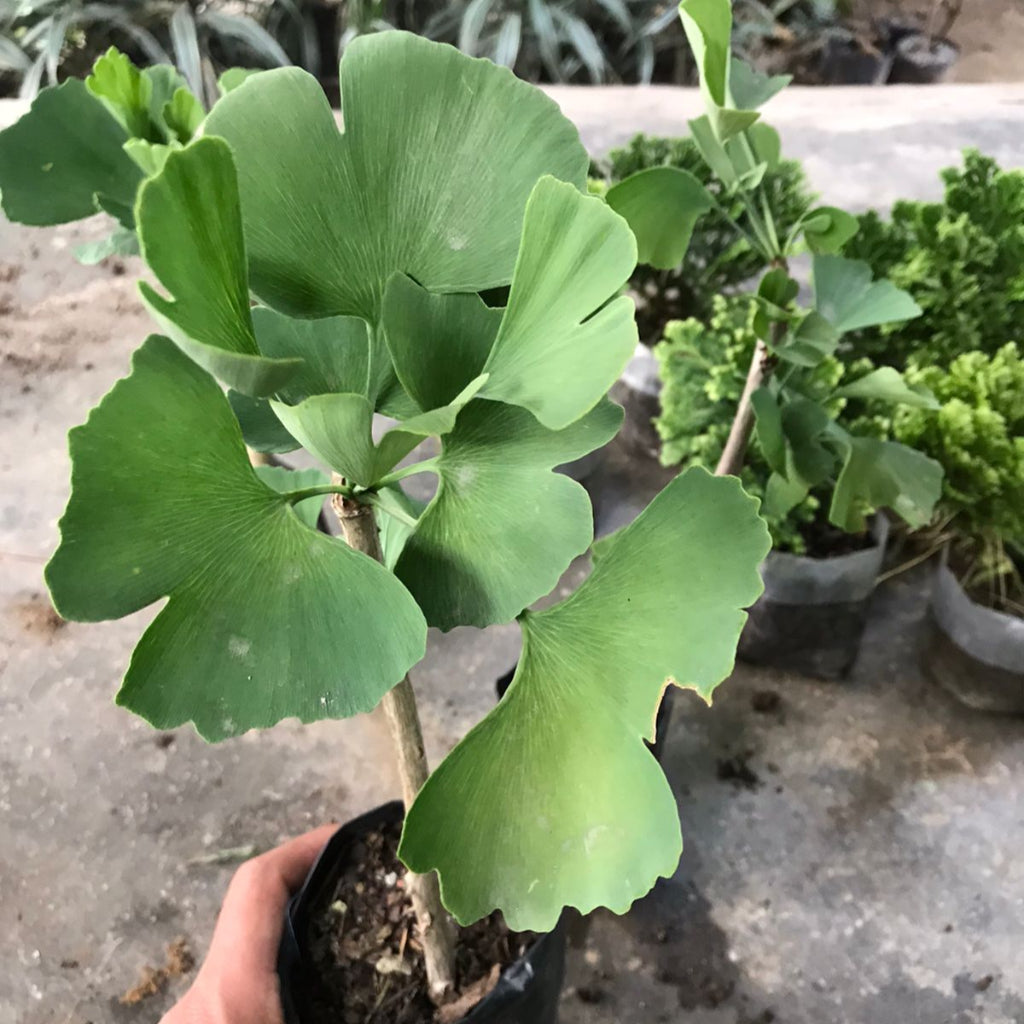  Ginkgo Biloba Plant (Maidenhair Tree)