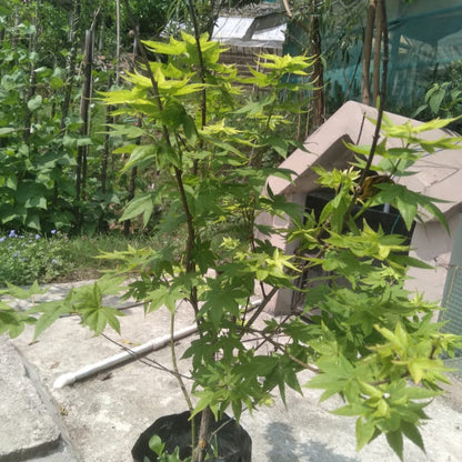  Ginkgo Biloba Plant (Maidenhair Tree)
