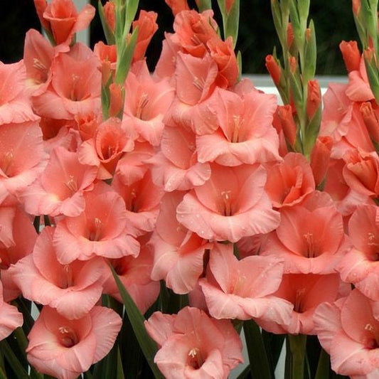  Gladiolus ‘Jessica’ Bulbs