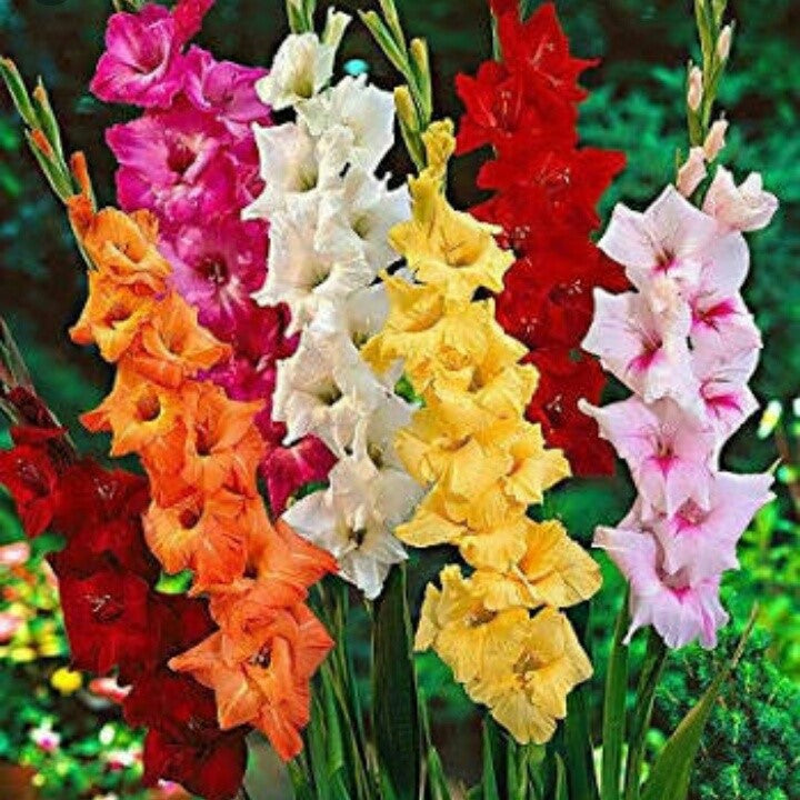  Gladiolus Mix Bulbs