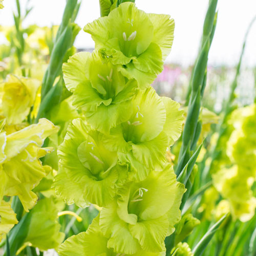 Gladiolus ‘Green Star’ Bulbs