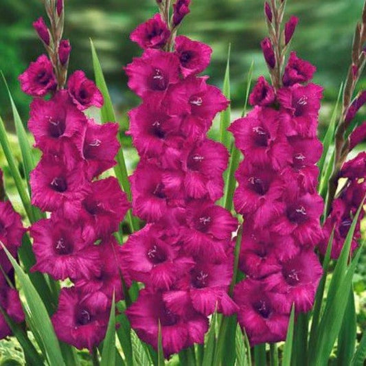  Gladiolus ‘Plum Tart’ Bulbs