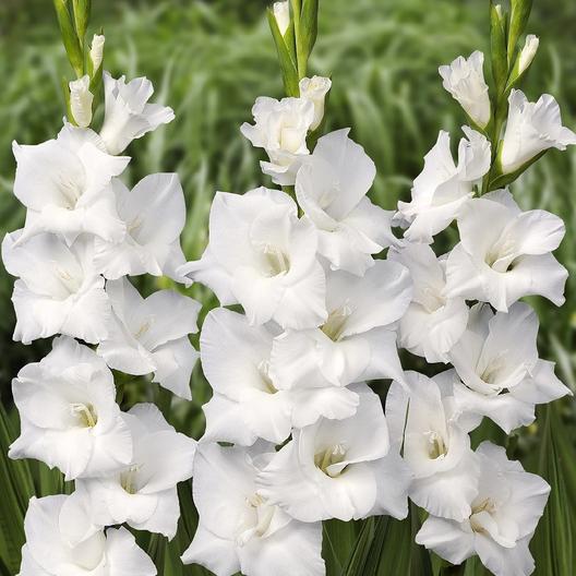  Gladiolus ‘White Prosperity’ Bulbs
