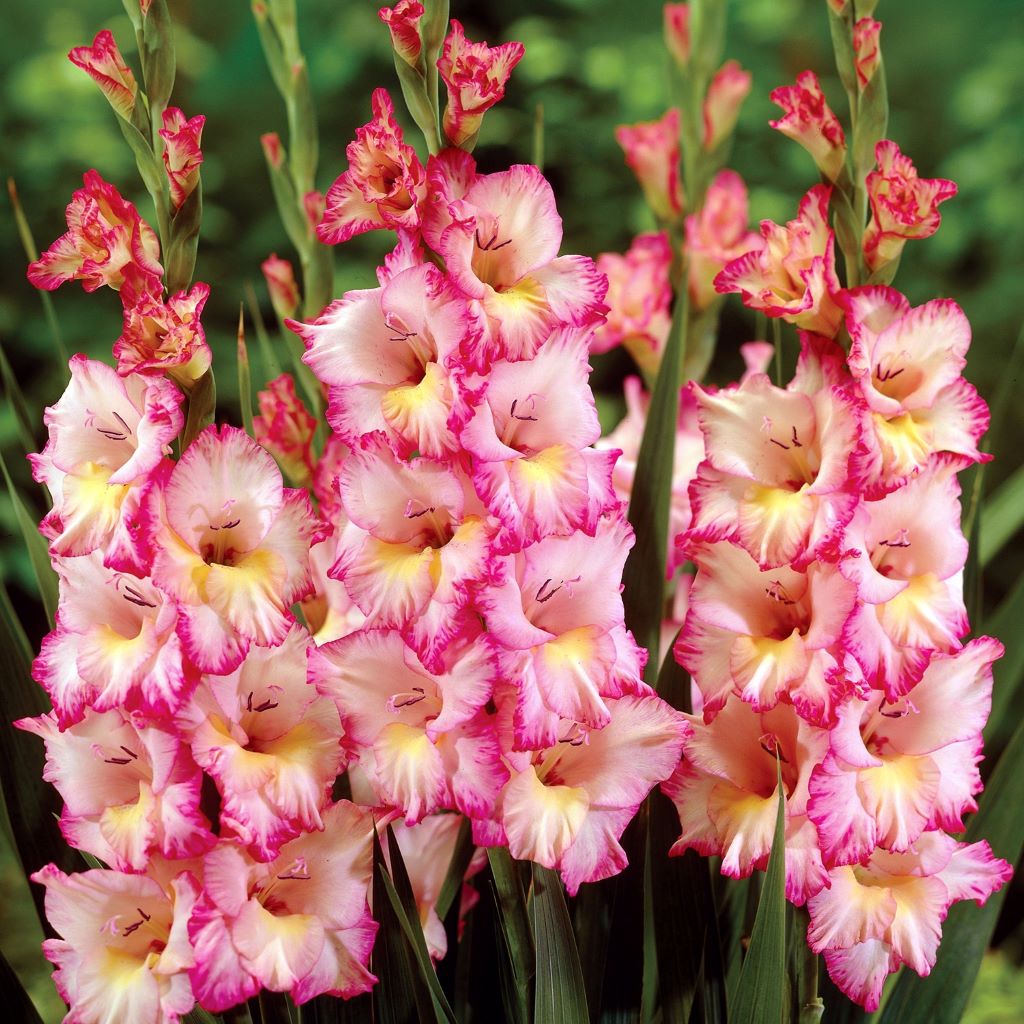  Gladiolus ‘Priscilla’ Bulbs