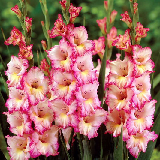  Gladiolus ‘Priscilla’ Bulbs
