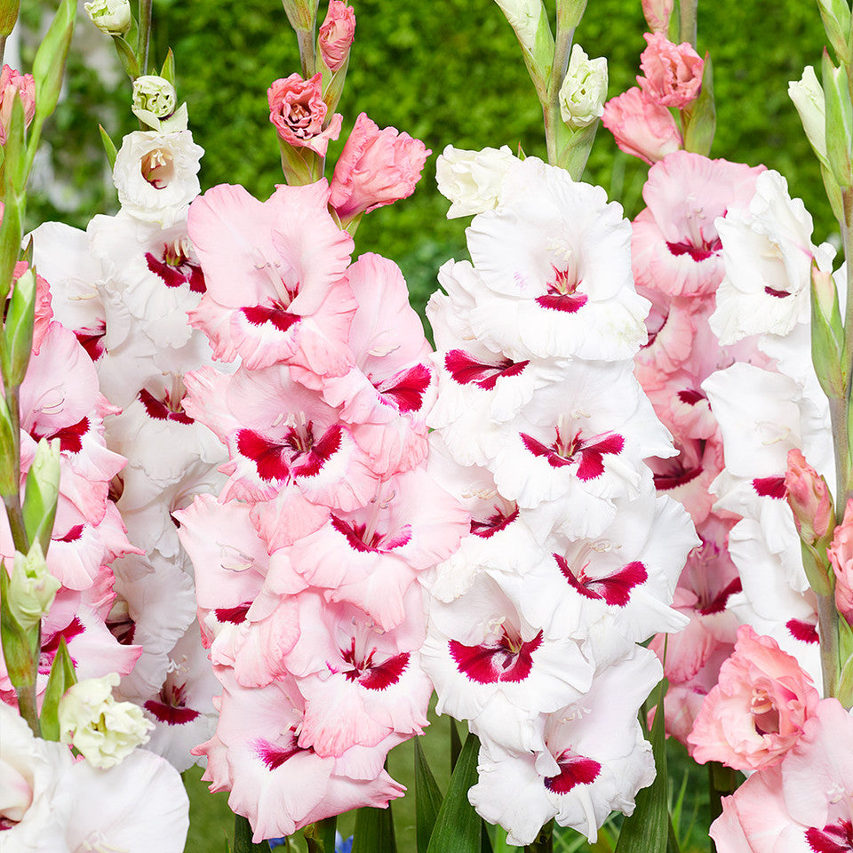  Gladiolus ‘Wine And Roses’ Bulbs