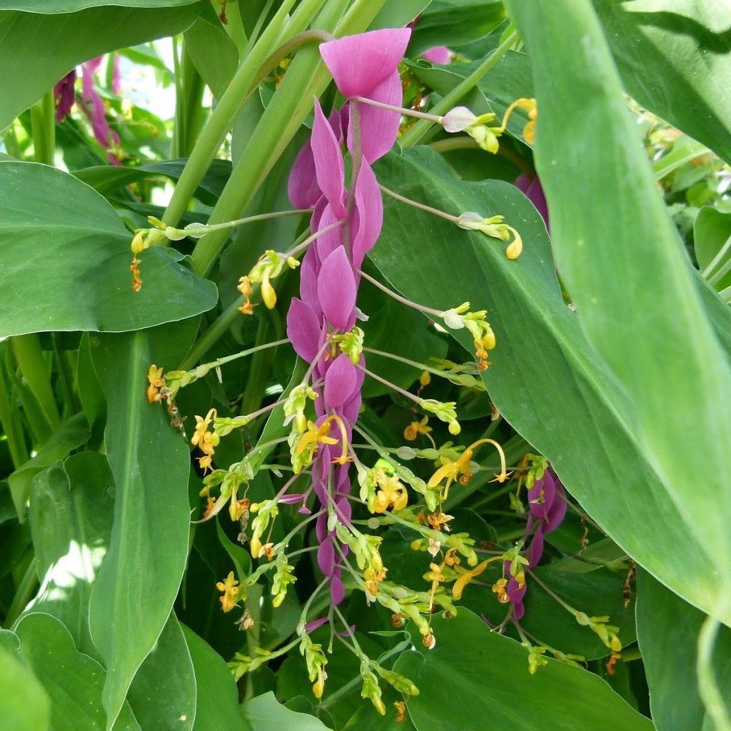  Globba Winitii (Bulbs)
