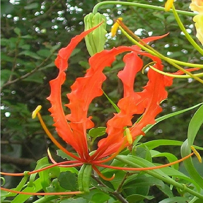  Gloriosa 'Plantii' (Bulbs)