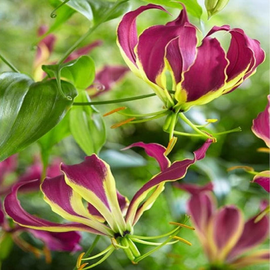 Gloriosa Carsonii (Bulbs)