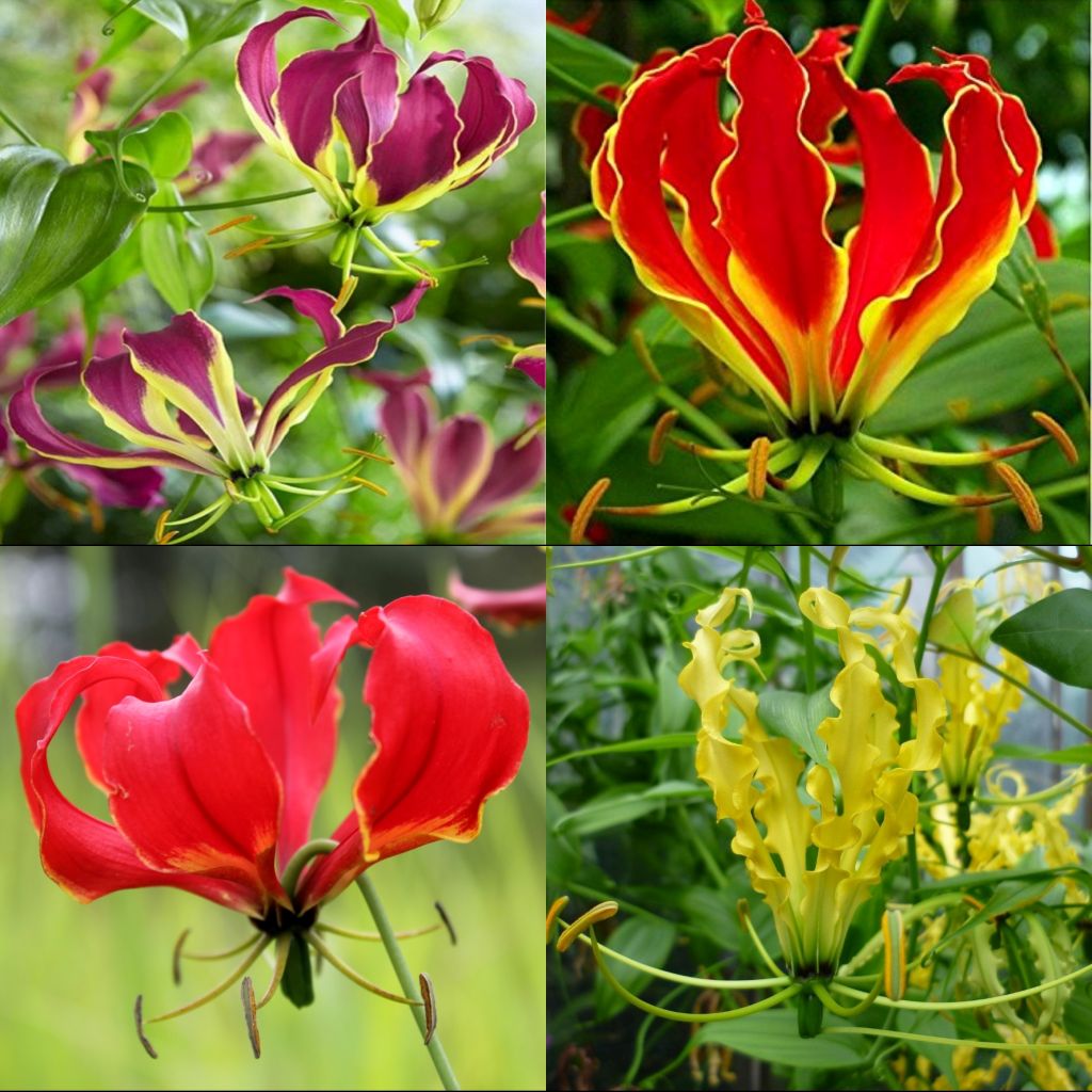  Gloriosa Mixed (Bulbs)