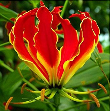  Gloriosa Rothschildiana (Bulbs)