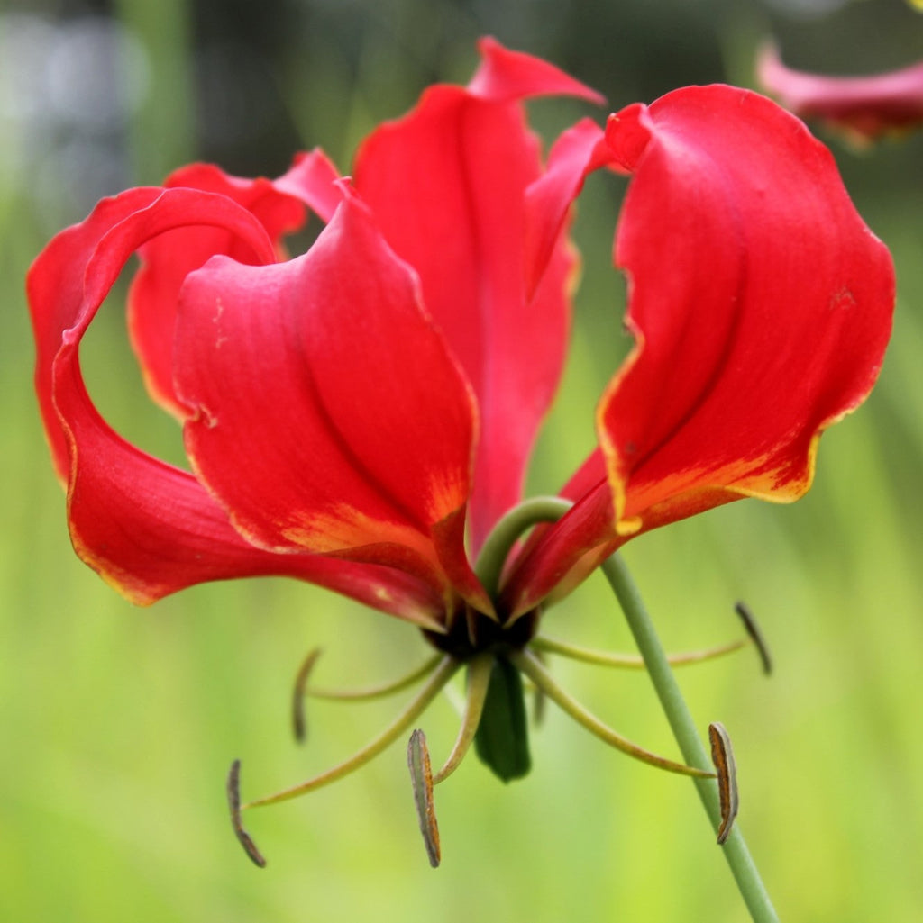  Gloriosa Superba (Bulbs)