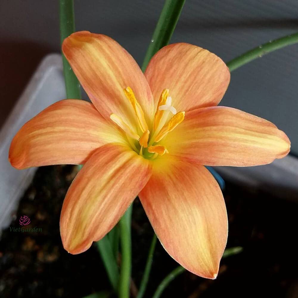  Rain Lily 'Golden Mango' (Bulbs)