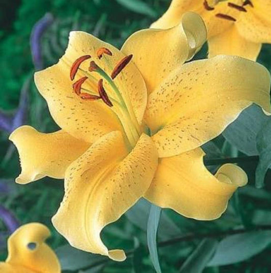  Lilium Oriental 'Golden Stargazer' (Bulbs)