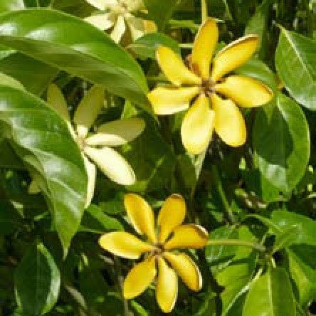  Gardenia Carinata Plant
