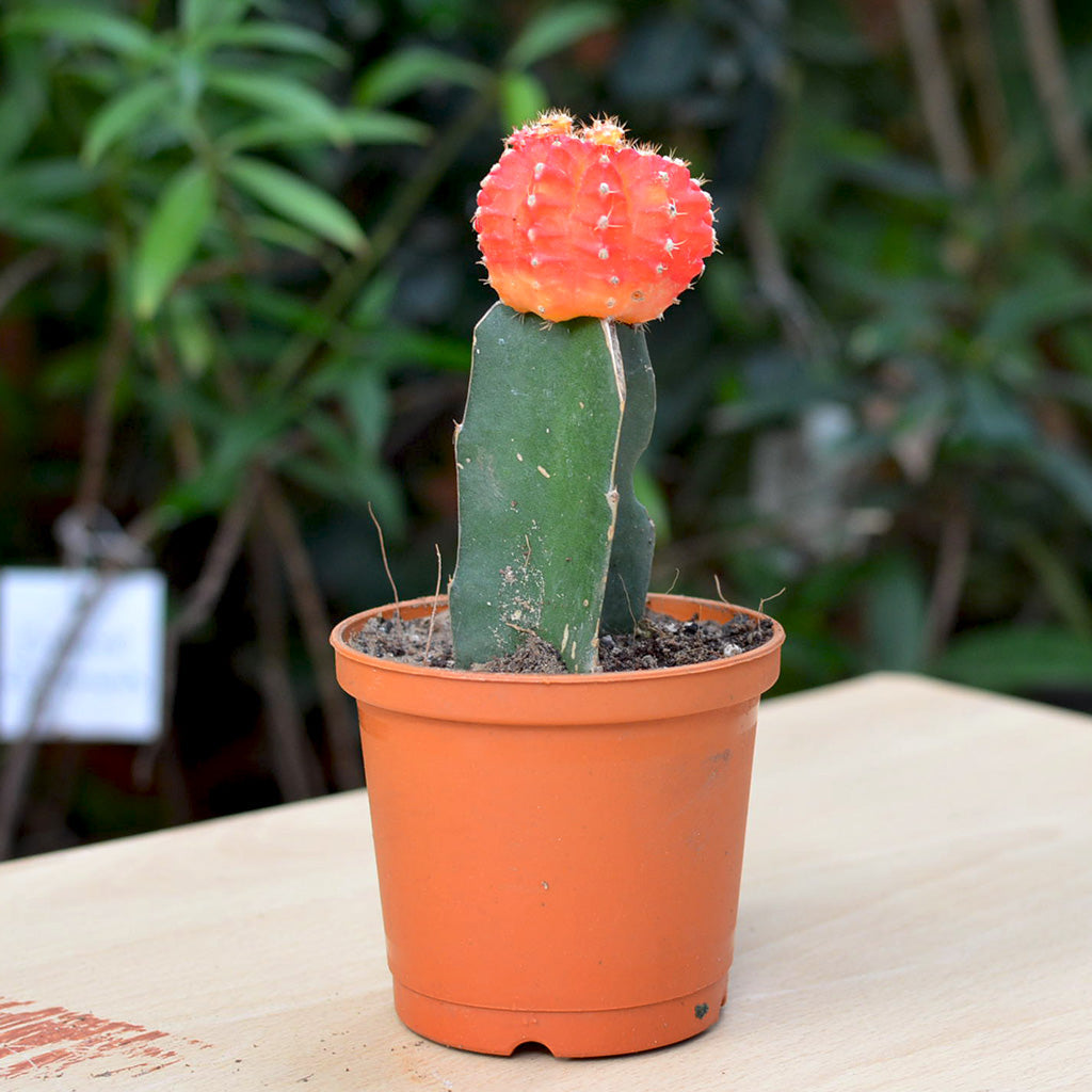  Grafted Orange Moon Cactus Plant