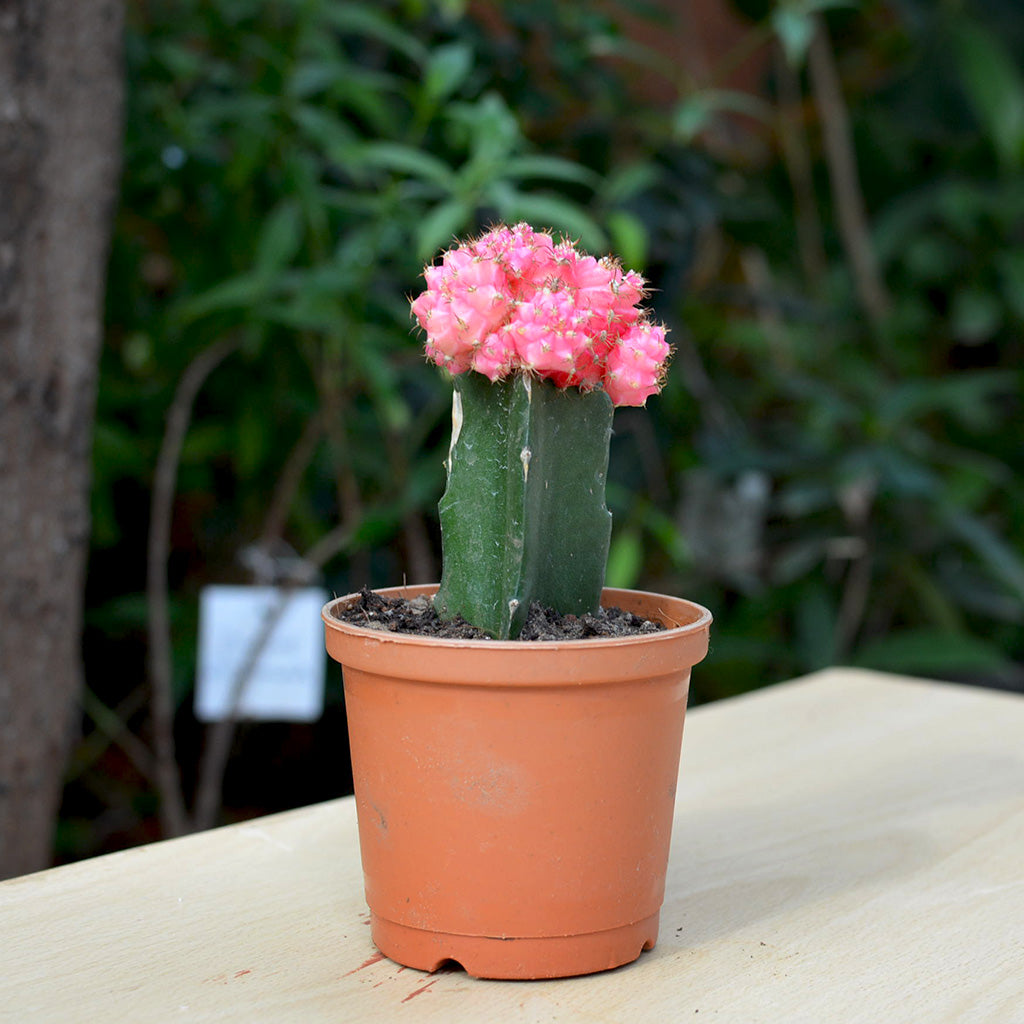  Grafted Pink Moon Cactus Plant